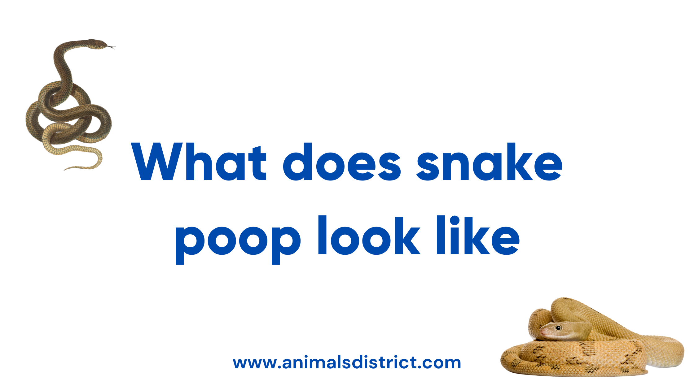 What Does Snake Poop Look Like