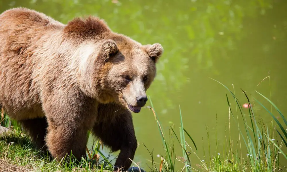 grizzly bear walking beside pond (What Do You Call A Bear With No Teeth)