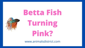 Betta Fish Turning Pink