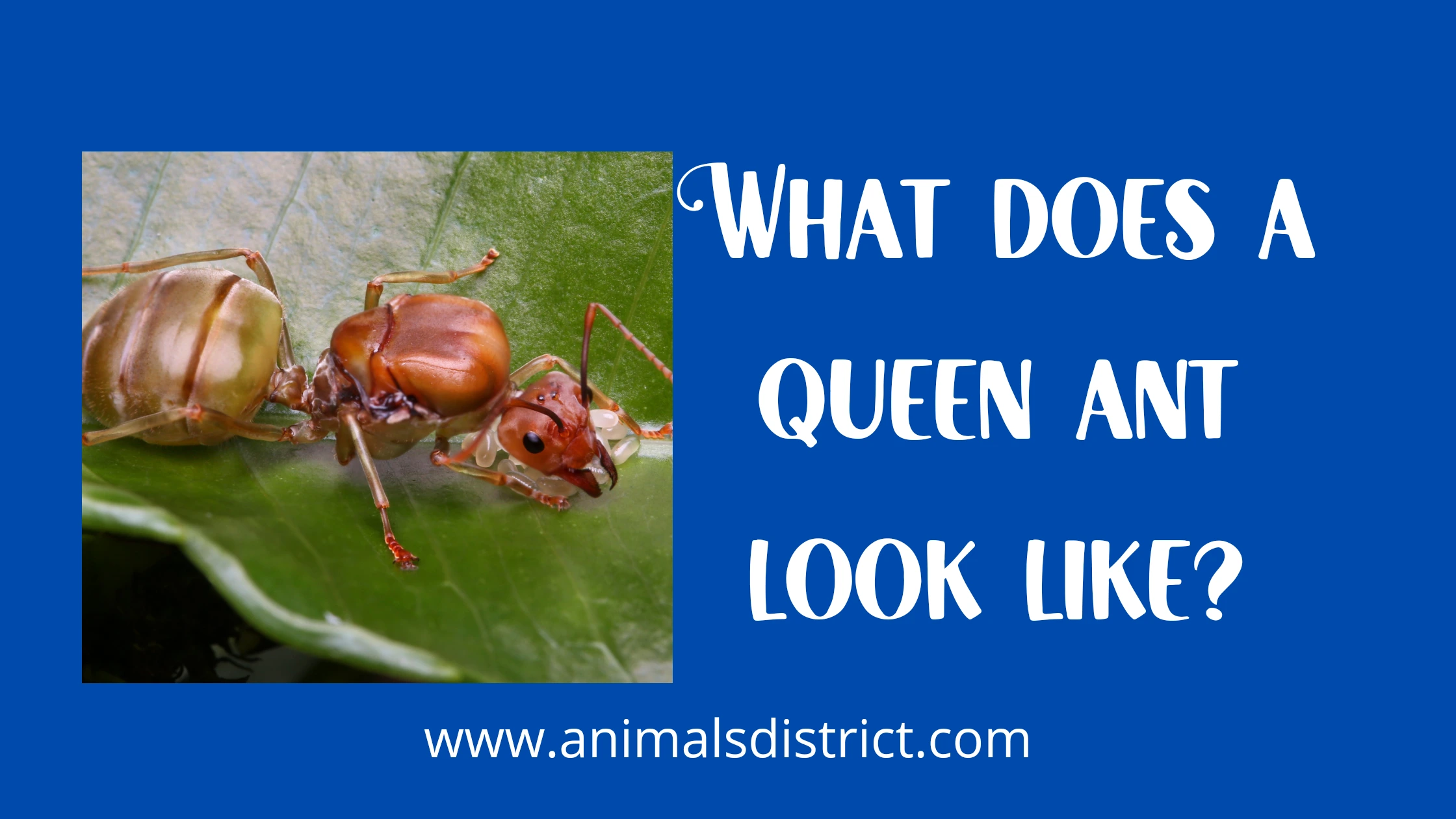 What does a queen ant look like