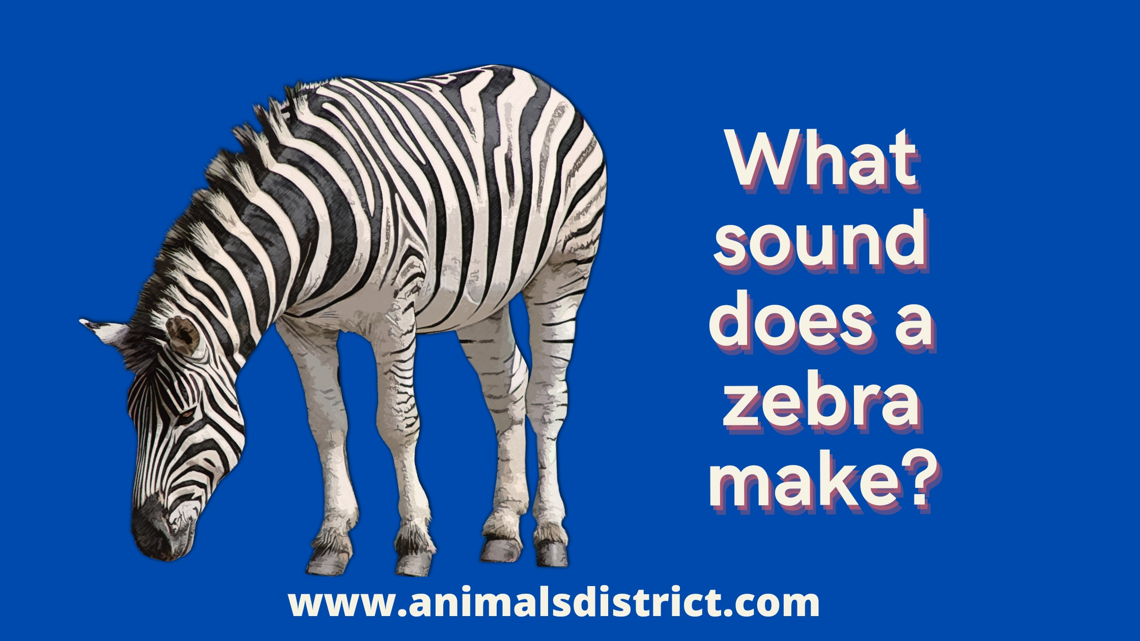 What sound does a zebra make