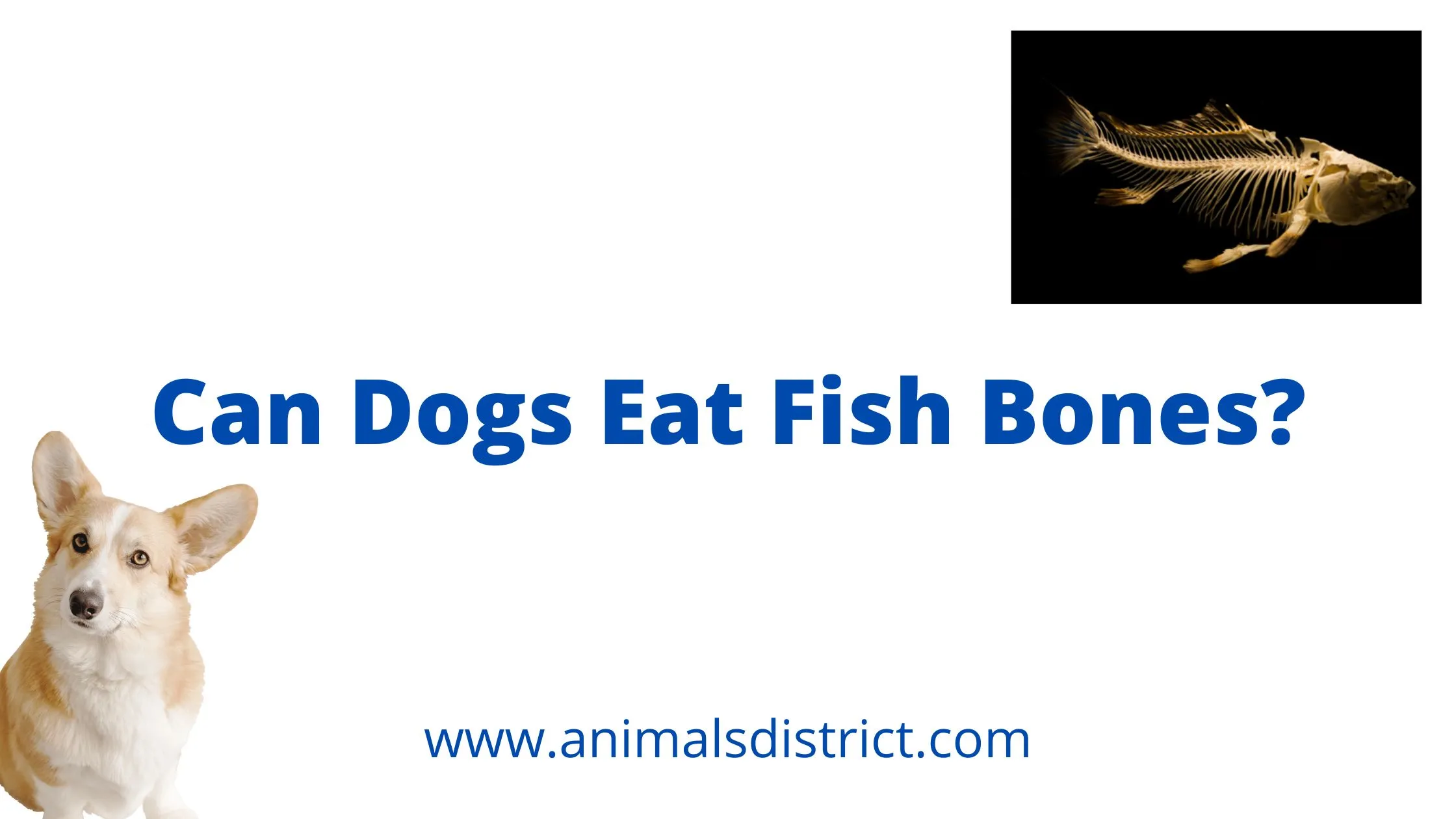 can dogs eat fish bones?