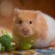 can hamsters eat parsley