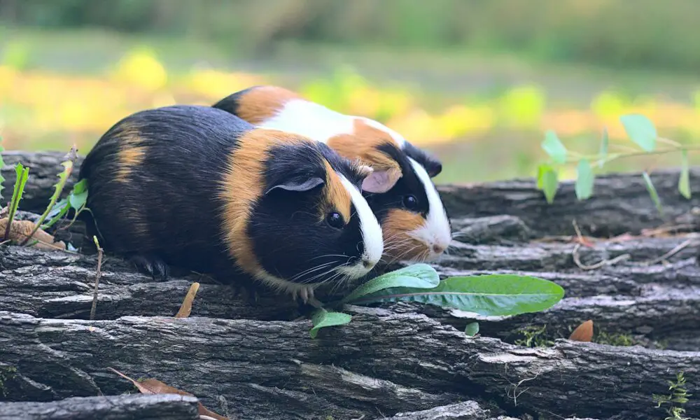 Can Guinea Pigs Eat Cilantro?