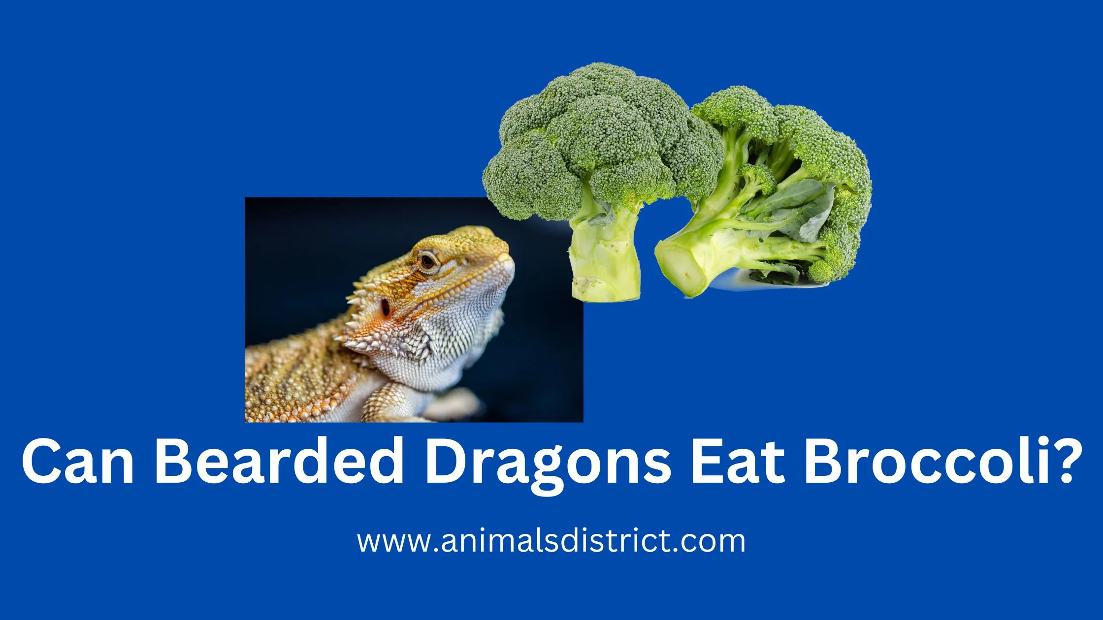 Can Bearded Dragons Eat Broccoli.