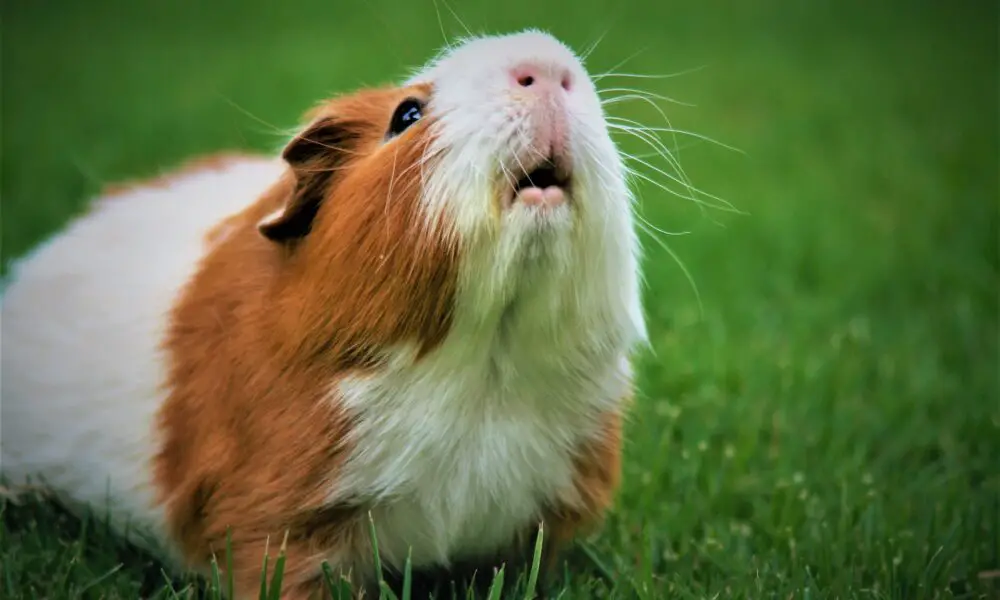 Can Guinea pigs eat cabbage?