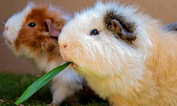 Can Guinea Pigs Eat Zucchini?