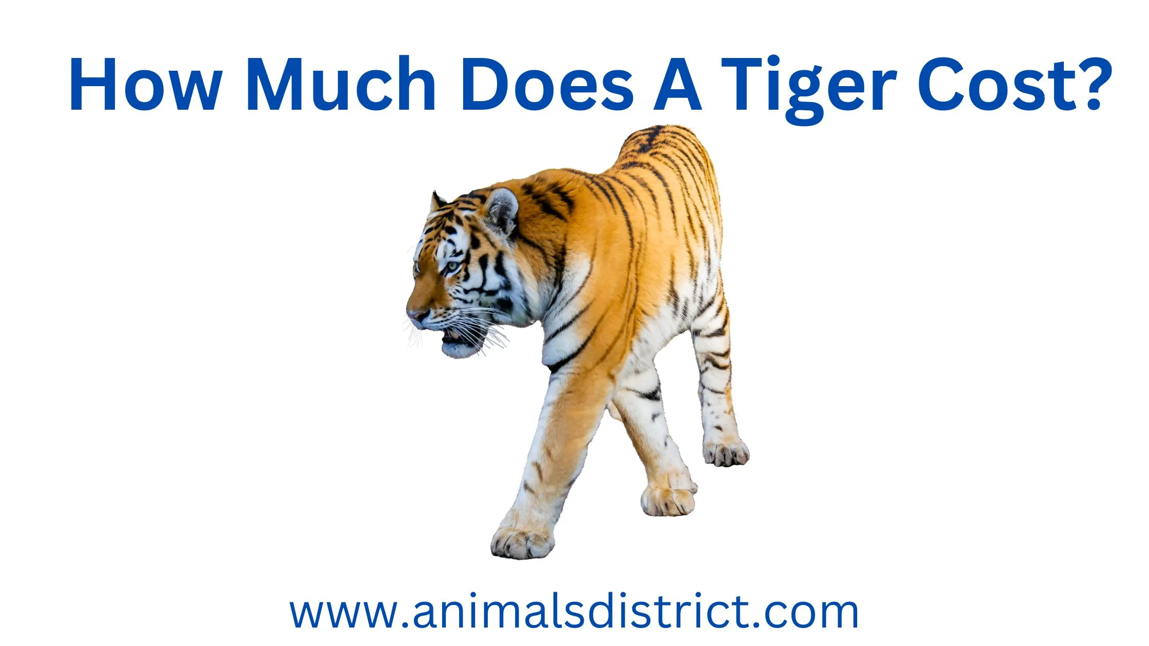 How Much Does A Tiger Cost