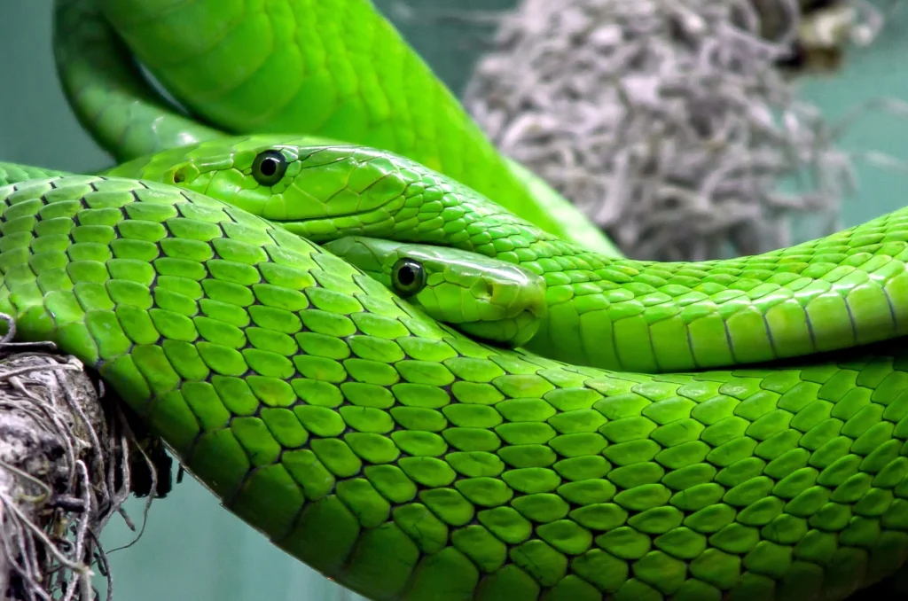 What Animals Eat Snakes 