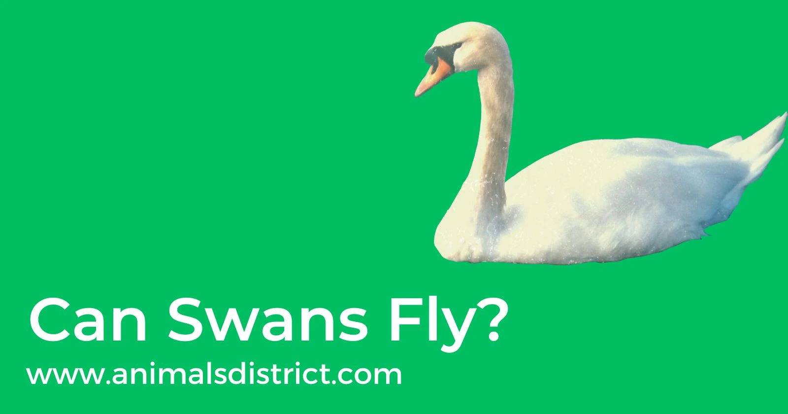 Can Swans Fly