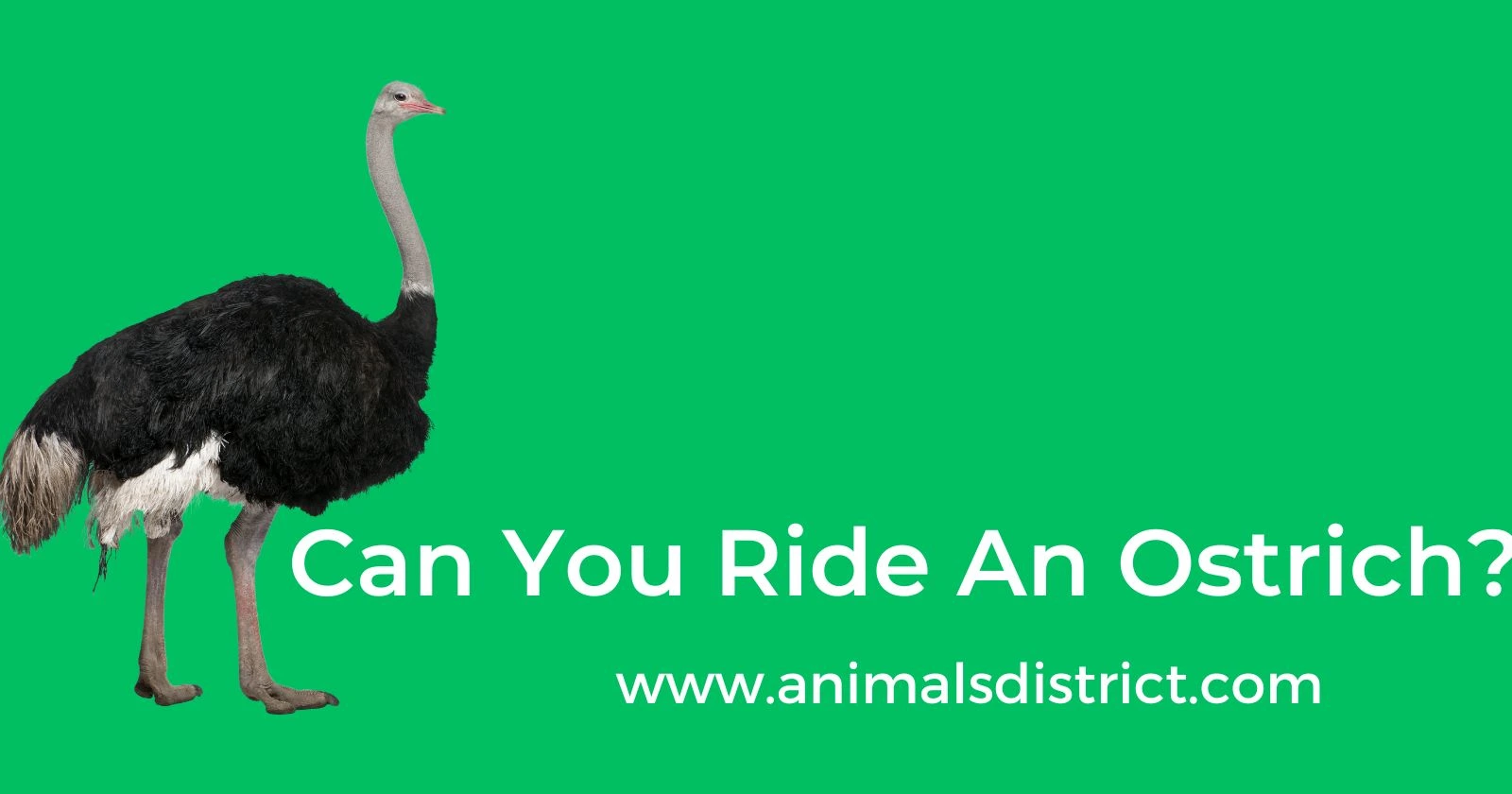 Can You Ride An Ostrich