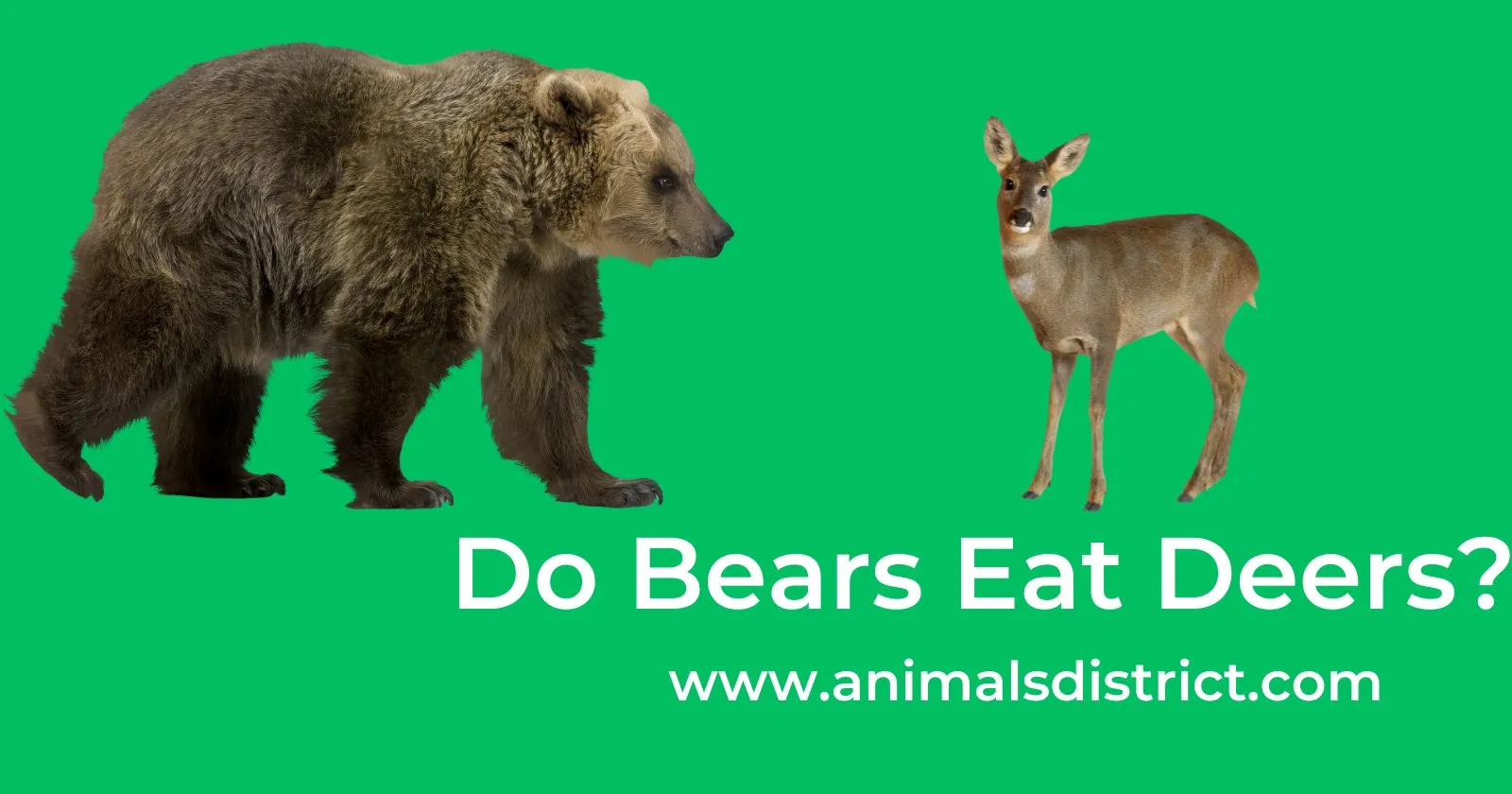 Do Bears Eat Deers