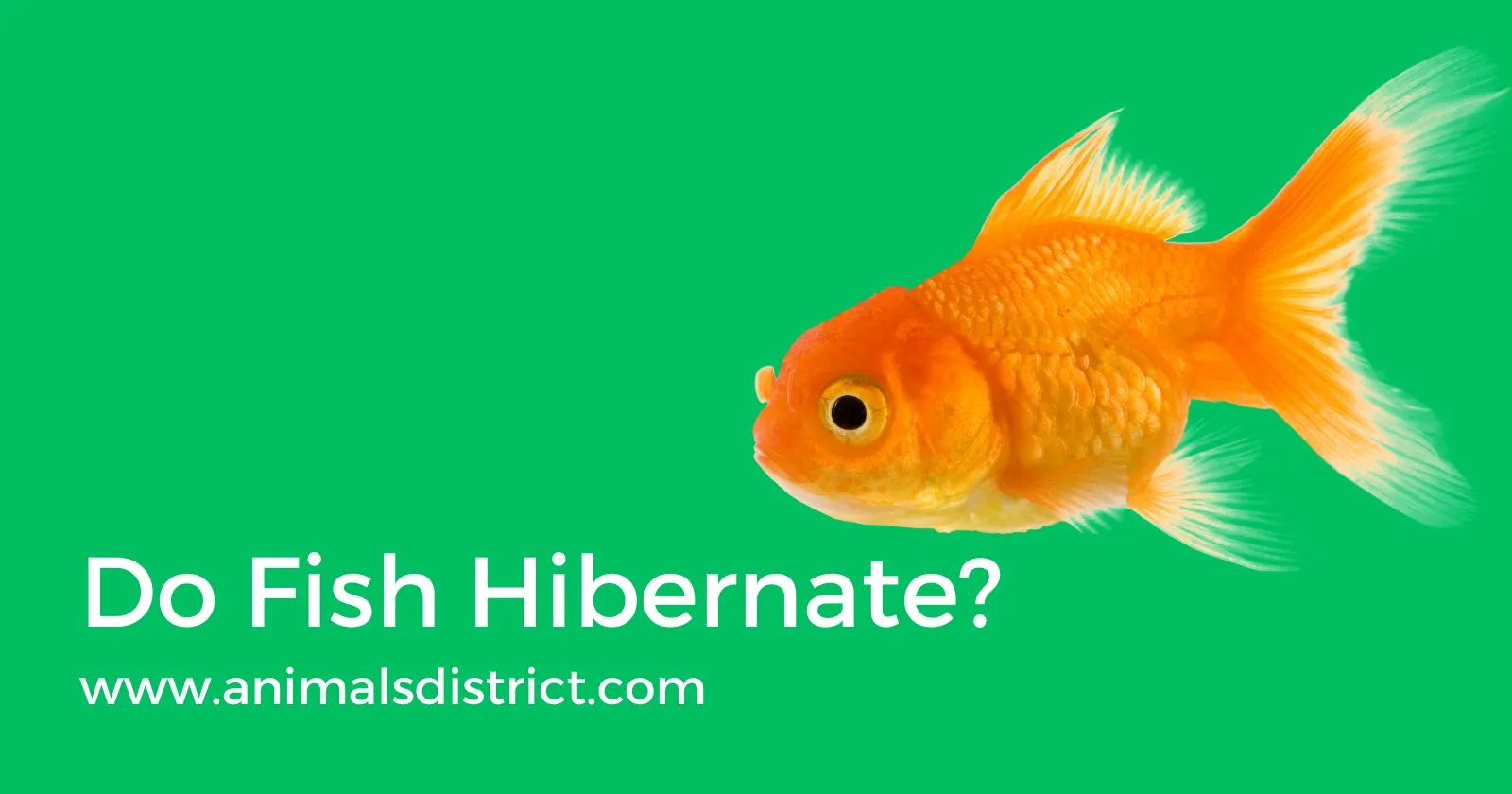 Do Fish Hibernate