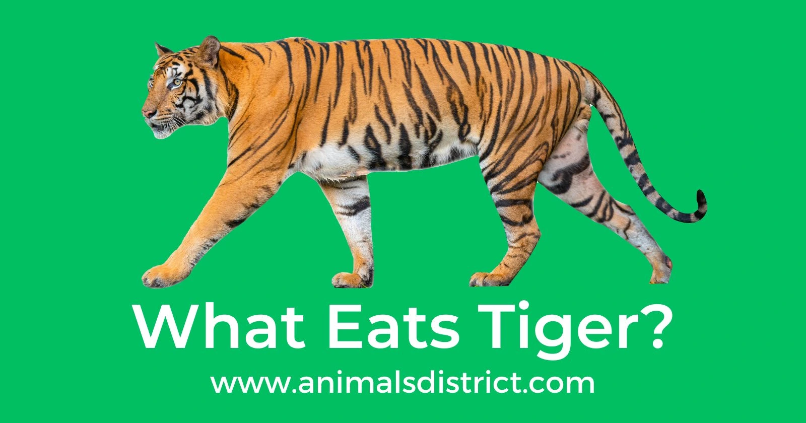 What Eats Tigers