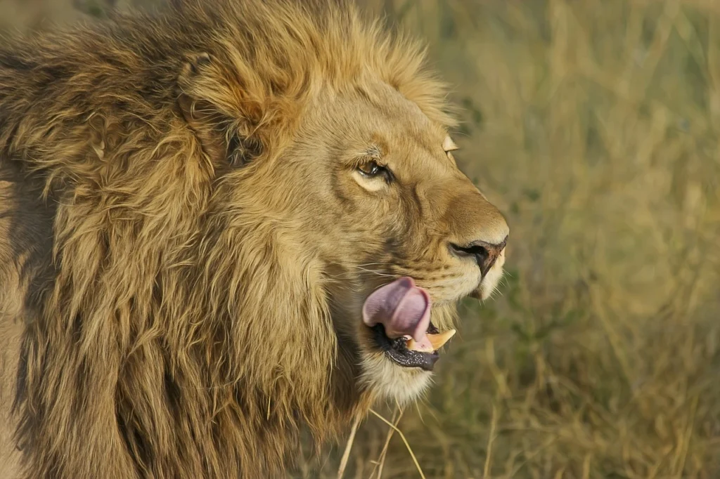 what eats lions