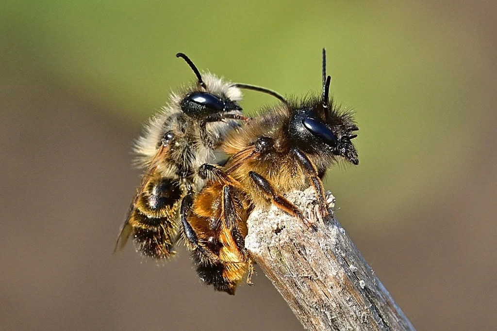 Why Do Bees Have Sticky Hair