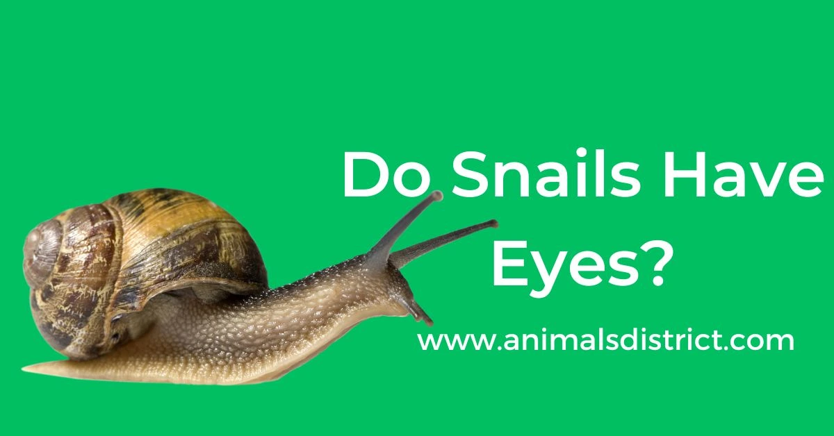 Do Snails Have Eyes
