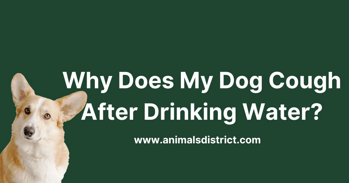 Why Does My Dog Cough After Drinking Water