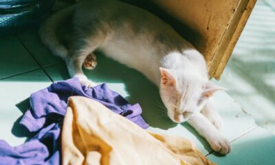 white cat near door and assorted textiles