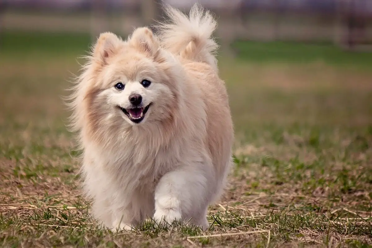 image of a Pomeranian dog walking in a field