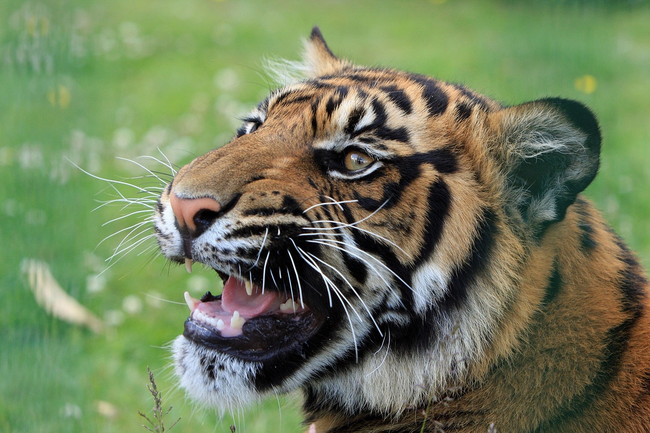 tiger, snarling, close-up-165039.jpg