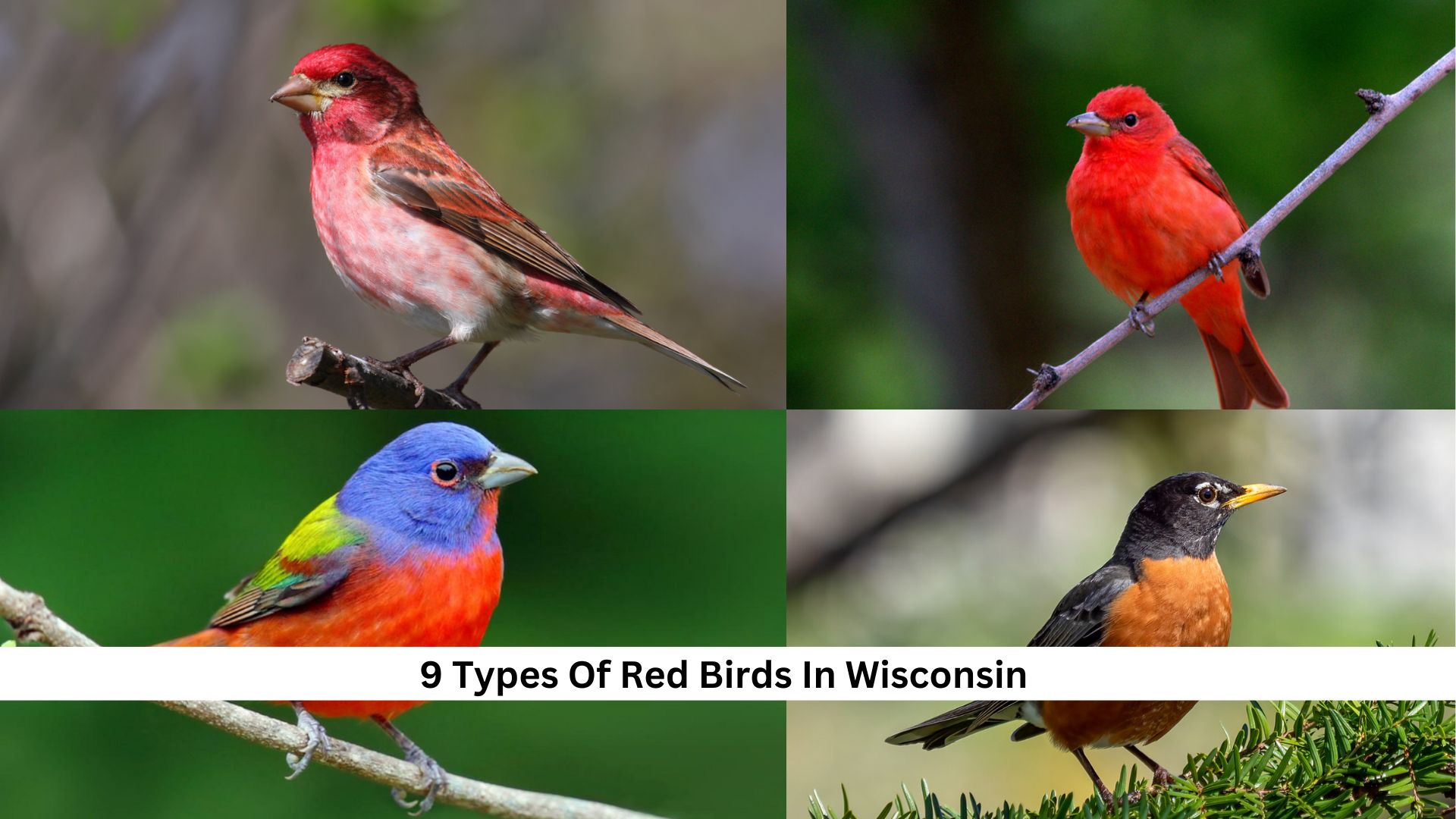 9-Types-Of-Red-Birds-In-Wisconsin