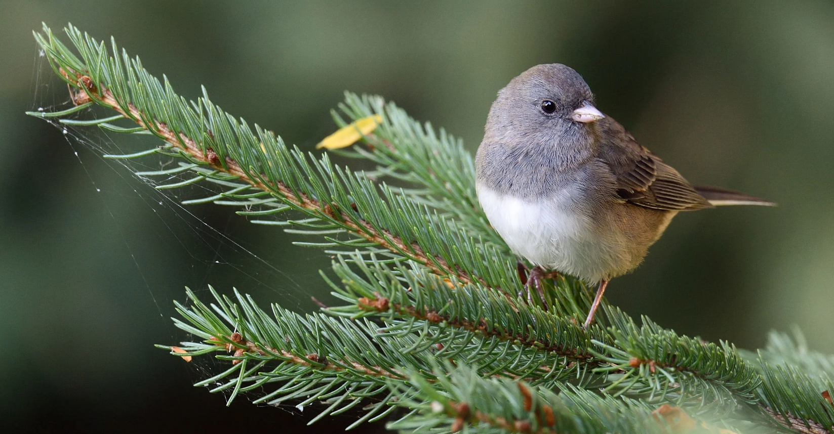 Adorable Dark-Eyed Junco