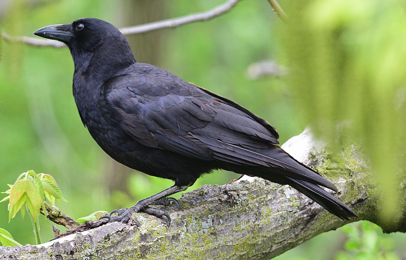 American Crow