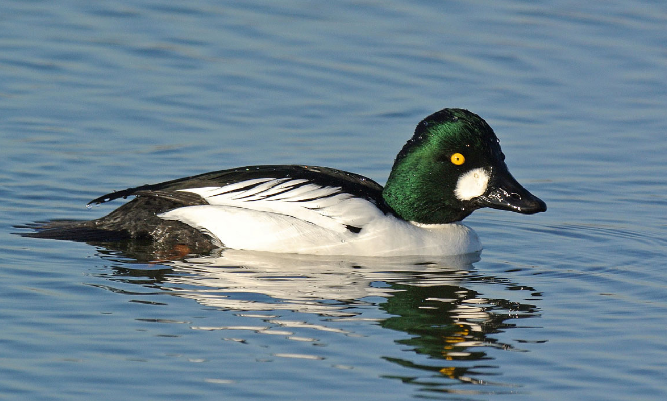 Barrow's Goldeneye Black & White Ducks