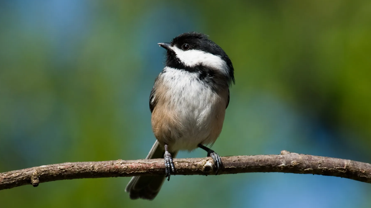 Black-Capped Chickadee