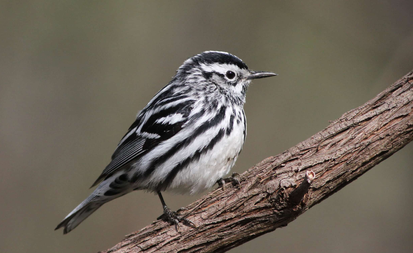 Black-and-White Warbler