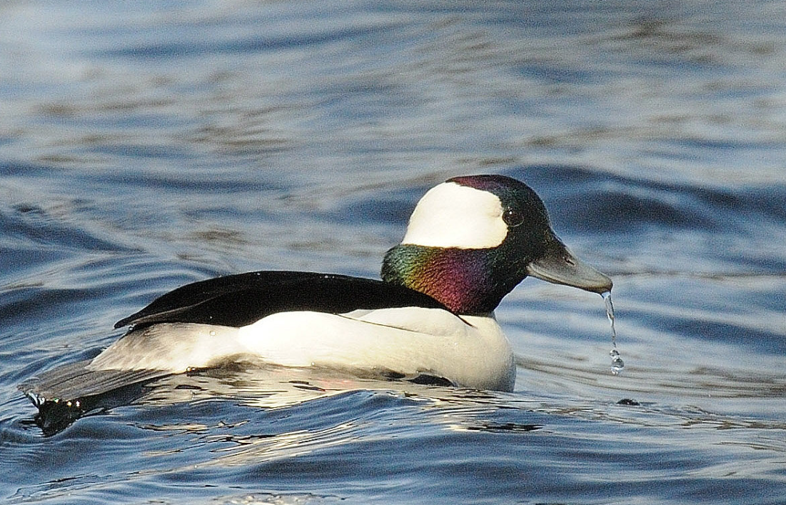 Bufflehead Black white duck