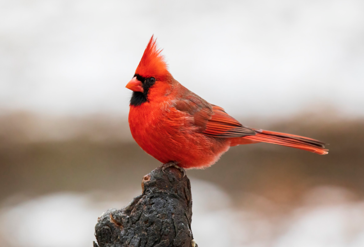 Cardinal Symbolism