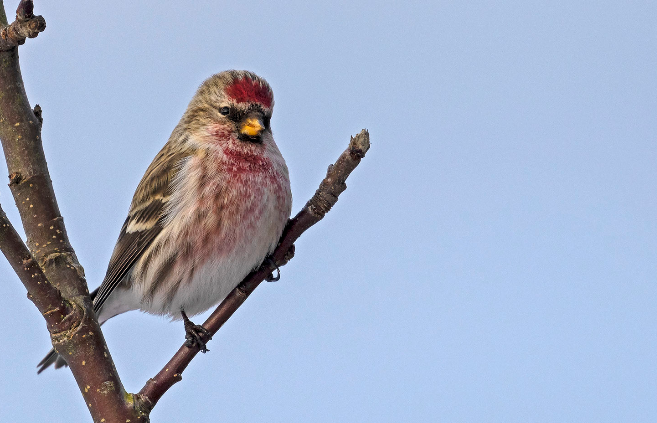 Charming Common Redpoll