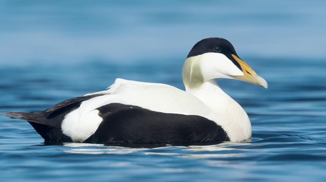 Common Eider Black & White Ducks