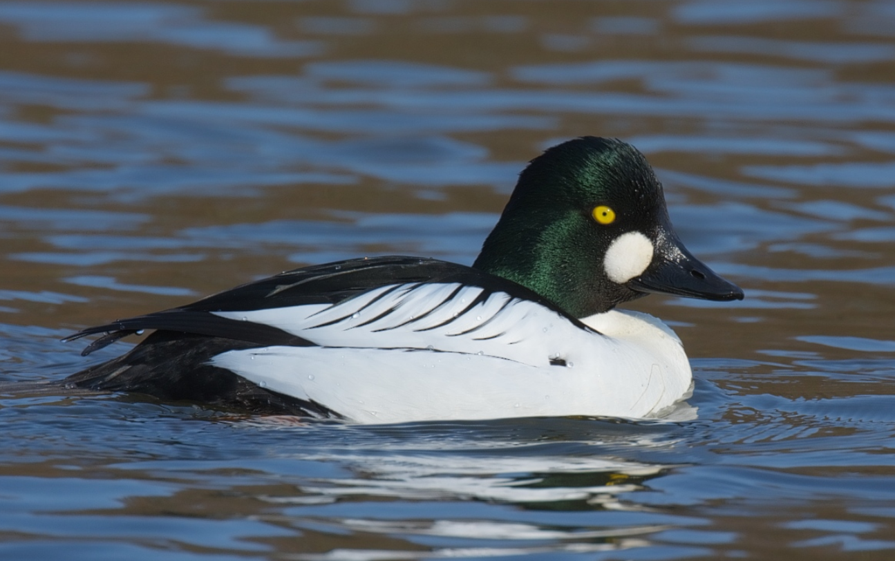 Common Goldeneye Black & White Ducks