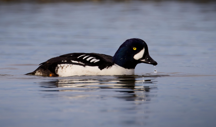 Dazzling Common Goldeneye