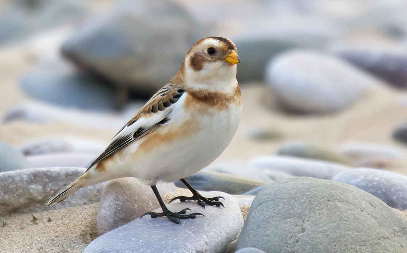 Delicate Snow Bunting