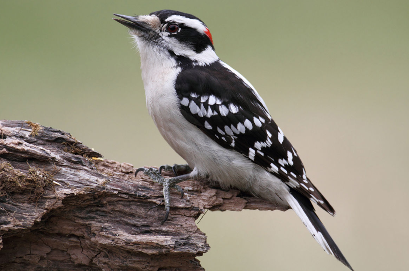 Downy Woodpecker