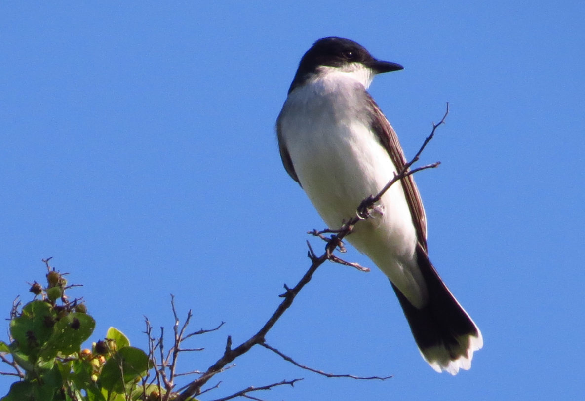 Graceful Eastern Kingbird