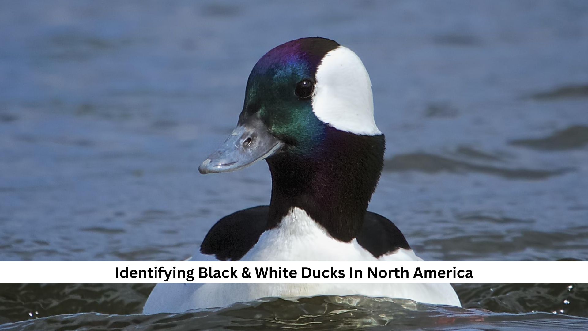 Identifying-Black-White-Ducks-In-North-America