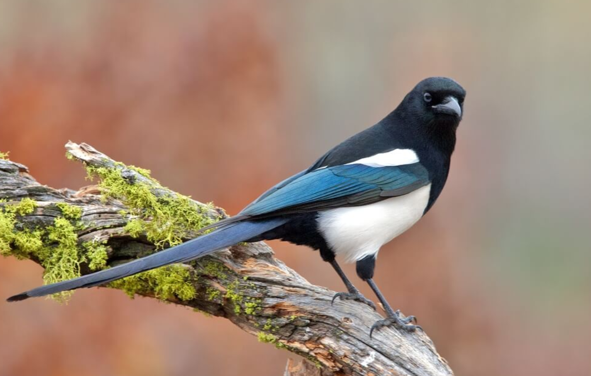 Intelligent Black-Billed Magpie