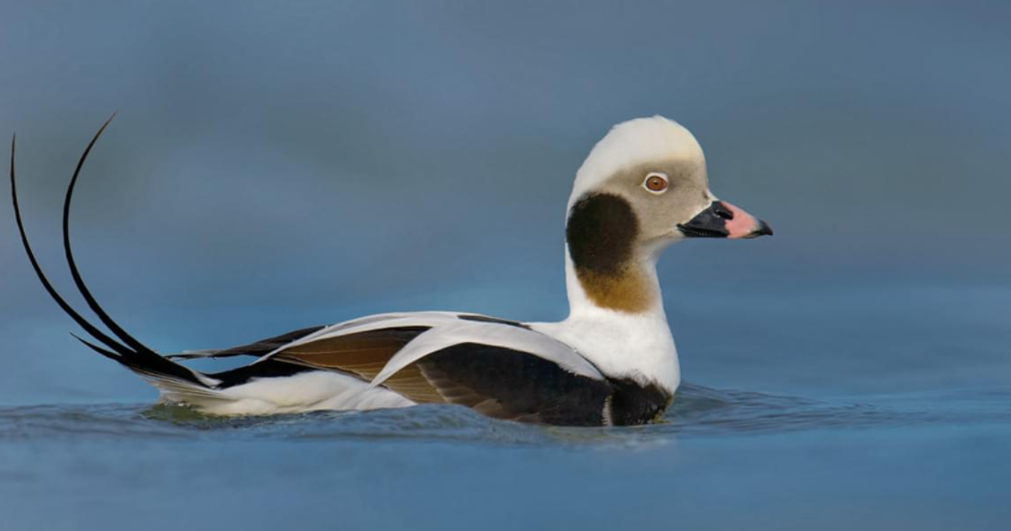 Long-Tailed Black & White Ducks