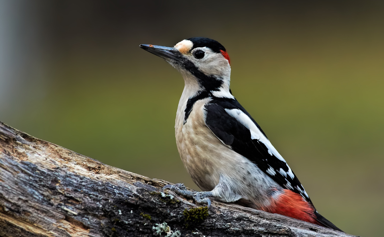 Majestic Woodpecker