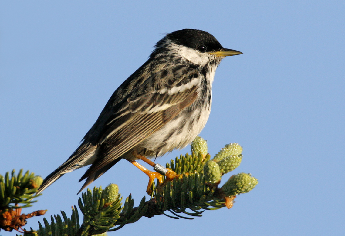 Melodious Blackpoll Warbler