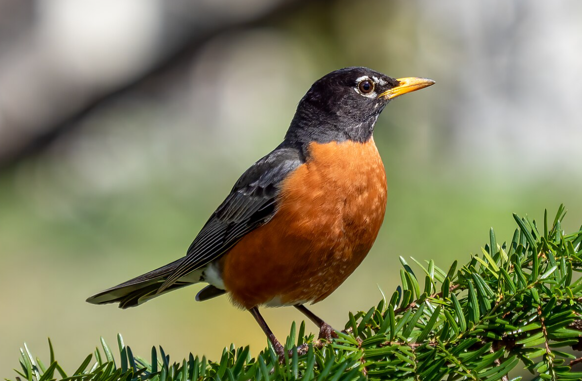 Red Bird American Robin