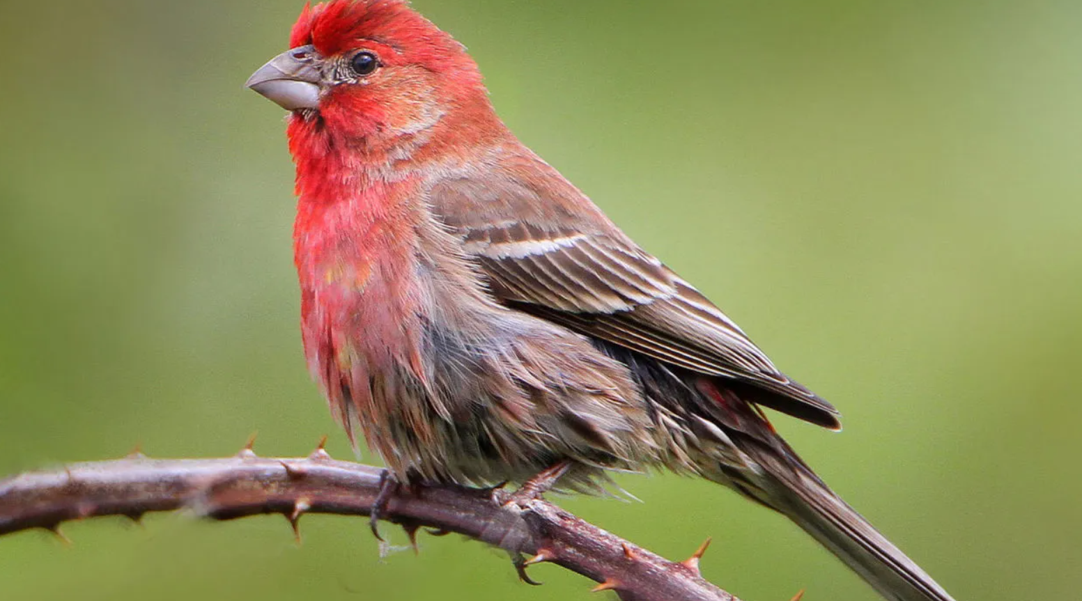 Red Bird House Finch