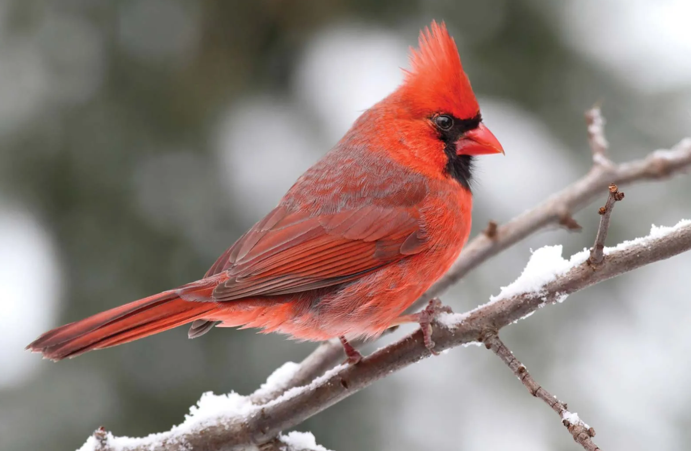 Red Bird Northern Cardinal