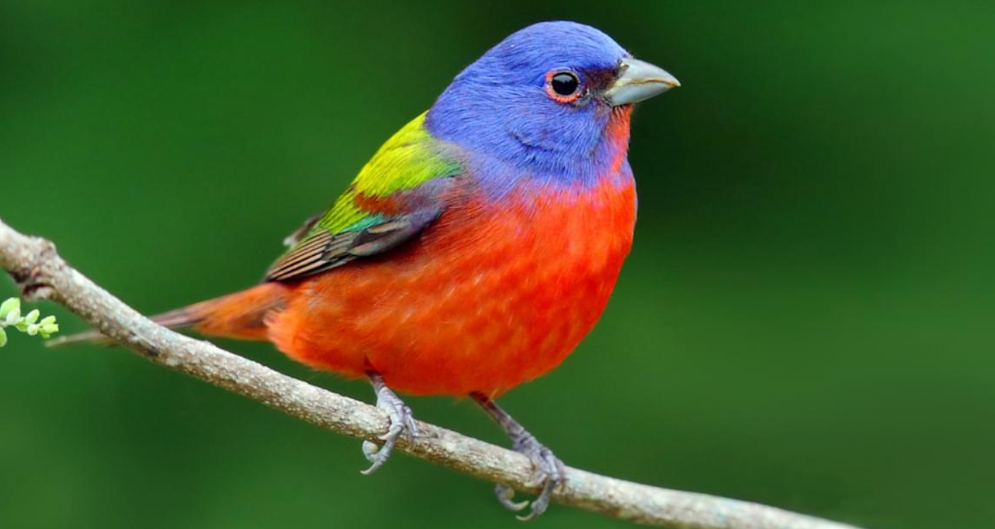 Red Bird Painted Bunting