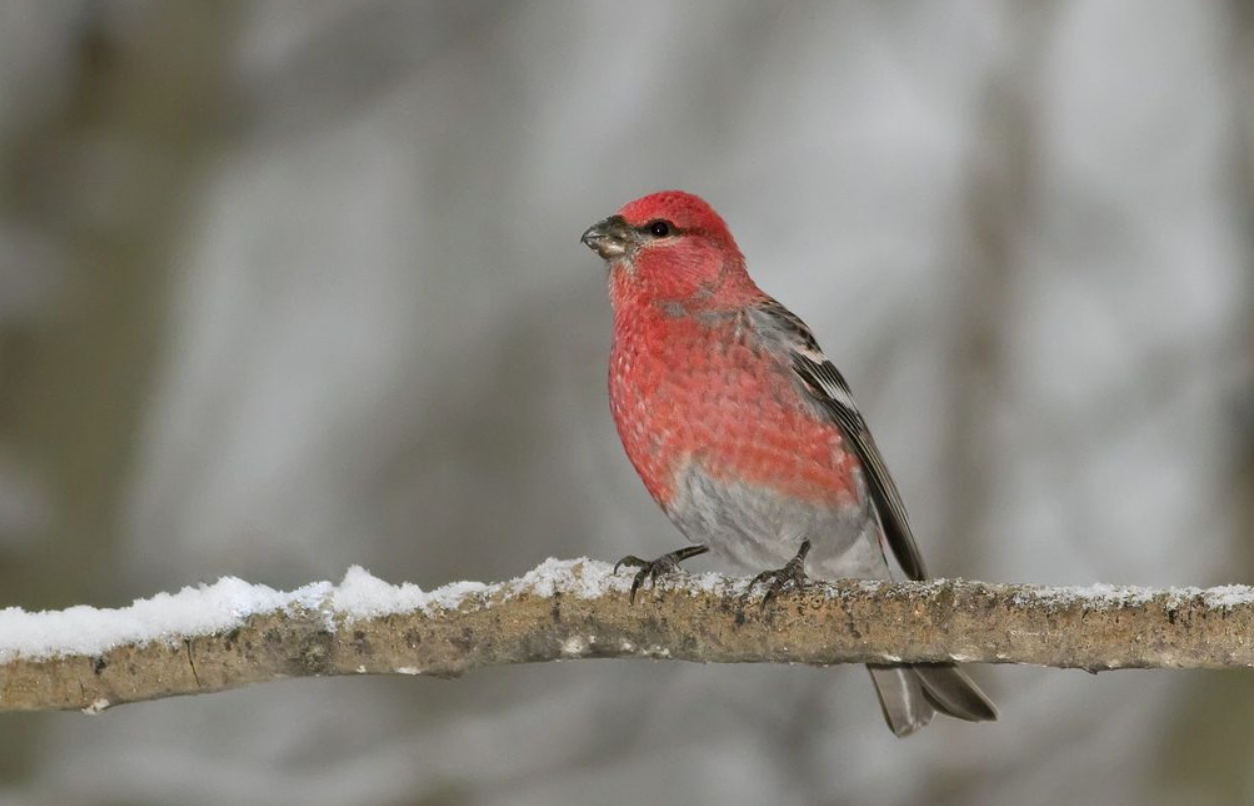 Red Bird Pine Grosbeak